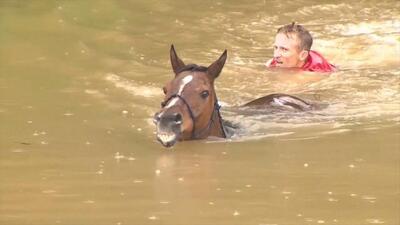 (ویدئو) نجات اسب‌های گرفتار از سیل تگزاس