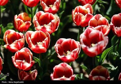 تصاویر: جشنواره گل های لاله- مشهد