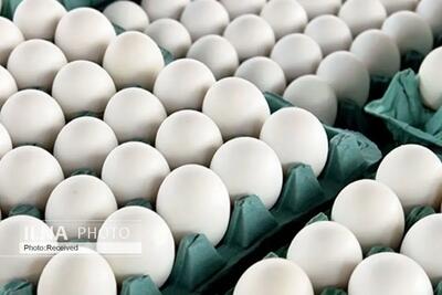 کاهش شدید قیمت تخم‌مرغ در کاشان
