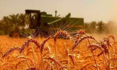 خرید بیش از ۲۰۰۰تن گندم در سیستان و بلوچستان