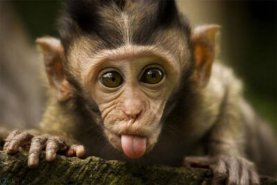 عکس | ذوق‌زدگی یک میمون بعد از دریافت پرتغال از توریست