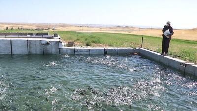 تولید ۱۱ هزار تن ماهی در کردستان| سالانه ۱۹ میلیون قطعه ماهی تکثیر می شود