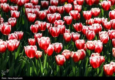 جشنواره گل های لاله- مشهد- عکس استانها تسنیم | Tasnim
