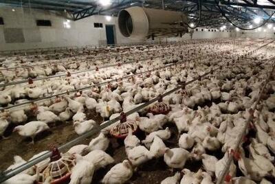 بازار مرغ تامین است / کاهش توان خرید مردم بعد از ایام نوروز