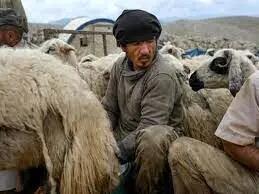 چوپانان افغانستانی در ایران و درخواست افزایش حقوق!