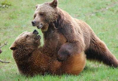 جولان خرس‌های قهوه‌ای در البرز مرکزی (فیلم)