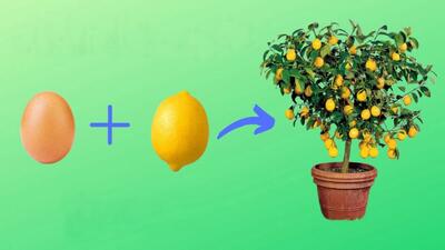 ترفند باورنکردنی نحوه رشد درخت لیمو از دانه!