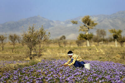 صادرات ناچیز پودر زعفران ایران به اسپانیا