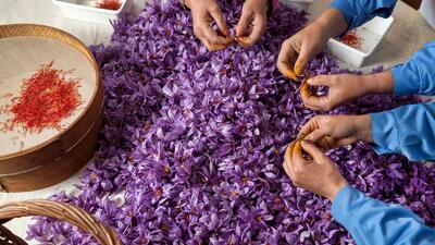 کاهش 11.4 درصدی صادرات زعفران ایران به اسپانیا