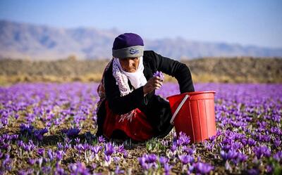 جایگاه اول ایران در صادرات زعفران