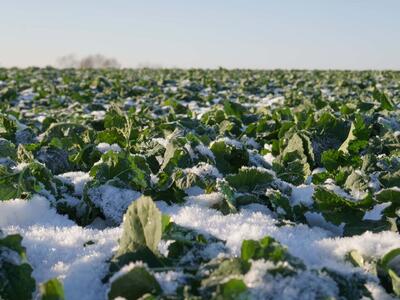 دمای منفی صفر به محصولات کشاورزی آسیب زد