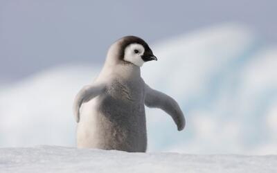 ببینید/ ویدیویی از پرش جوجه پنگوئن‌ها از کوه یخی ۱۵ متری برای نخستین بار