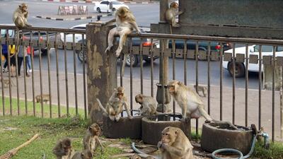 ویدیوها. جولان میمون‌ها در تایلند در شهری که ساکنانش از حملات این جانوران به ستوه آمده‌اند