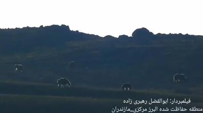 (ویدئو) جولان خرس‌های قهوه‌ای در البرز مرکزی