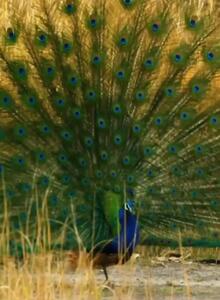 (ویدئو) تلاش ببر برای شکار طاووس زیبا