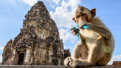 (ویدئو) شکار میمون‌های مزاحم در خیابان‌های تایلند