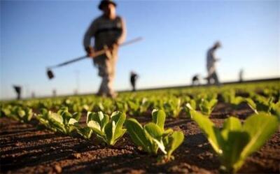 واردات محصولات کشاورزی ۱۷ میلیارد دلاری شد
