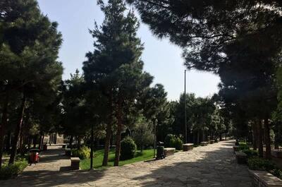 تعداد بوستان هایی که در دوره زاکانی در تهران افتتاح شد | آمار درختان ریش سفید و سالمند شهر