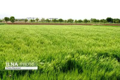 اجرای طرح ارتقا کیفی گندم آبی در ۲۵۰ هکتار از مزارع قزوین