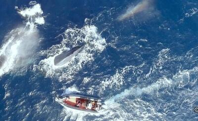 پخش مستند از تنهاترین نهنگ دنیا