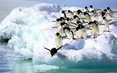 فیلم/ شیرجه جوجه پنگوئن‌ها از کوه یخی ۱۵ متری!