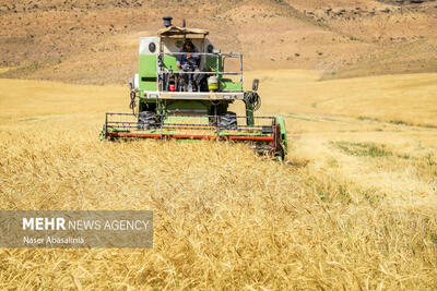 خشکسالی کشاورزان را متضرر کرد/ کاهش ۷۰ درصدی تولید گندم در بوشهر