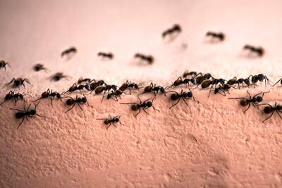 فرمول جادویی از بین بردن مورچه های خانه