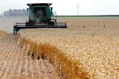 ۲ هزار تن گندم از کشاورزان سیستان و بلوچستان خریداری شد