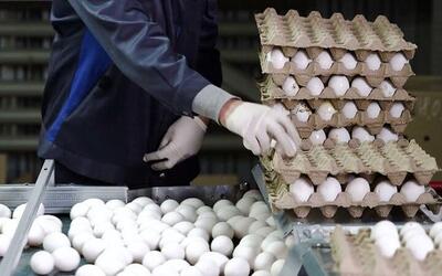 قیمت تخم مرغ در بازار ۲۵ فروردین / بسته ۲۰ عددی ۱۲۳ هزار تومان!