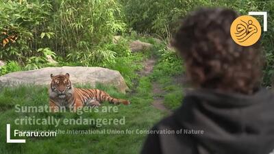 (ویدئو) معاینه دو توله ببر سوماترایی نادری که در باغ وحش به دنیا آمدند