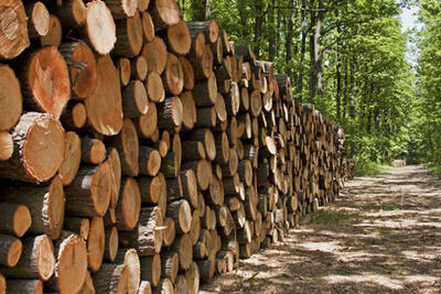 ۱۵۰۰ فقره پرونده قاچاق چوب پارسال در مازندران تشکیل شد
