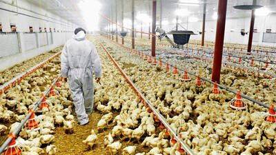 کاهش قیمت تخم مرغ مرغداران را حذف می کند / قیمت جدید تخم مرغ به زودی اعلام می شود