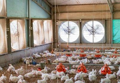 رشد 43 درصدی تولید مرغ در استان البرز - تسنیم
