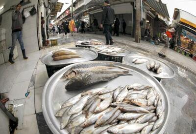 قیمت ماهی در بازار / گران ترین ماهی بازار کدام است؟