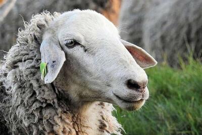 تصاویری باورنکردنی از خوردن چایی با قند توسط یک گوسفند!