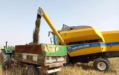 پیش بینی برداشت ۶۳ هزار تُن کلزا از مزارع خوزستان