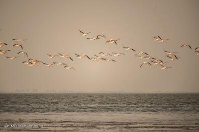 پرندگان هنگام پرواز بر فراز اقیانوس کجا استراحت می‌کنند؟