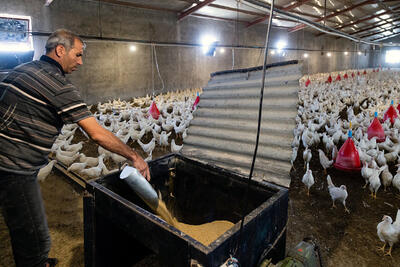 هشدار دولتی‌ها به تولیدکنندگان مرغ/ دستور دولت برای ثبات قیمت مرغ