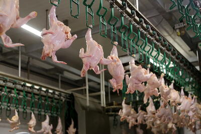 برآورد ۲۰۰ هزار تن صادرات مرغ در سال۱۴۰۳