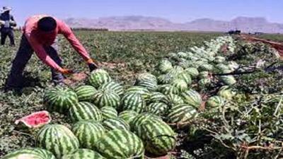 حدود ۹۰۰ هزار تن هندوانه خارج از فصل در سیستان و بلوچستان تولید شد