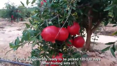 (ویدئو) فرآیند دیدنی کشت، برداشت و فرآوری صدها تن انار توسط کشاورزان آمریکایی
