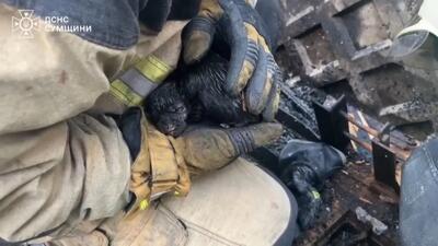 (ویدئو) آتش نشانان پنج توله سگ را از آتش سوزی نجات دادند