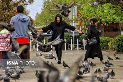 (تصاویر) پرندگان میدان شهرداری رشت