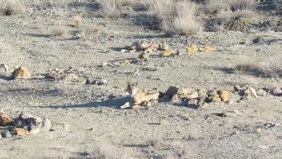 (ویدئو) ضیافت گرگ‌ها در پارک ملی گلستان