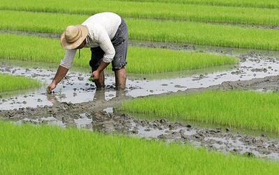 آماده سازی ۵۵ درصد از شالیزار‌های گیلان برای کشت برنج