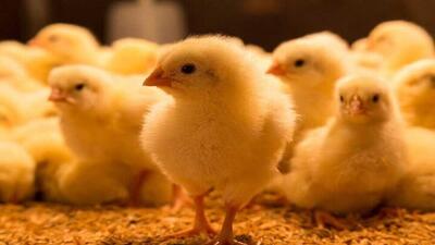 رشد۳۲ درصدی جوجه‌ریزی در مرغداری‌های کرمانشاه/ در پی تسهیل صادرات مرغ به عراق هستیم