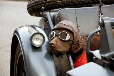 ببینید | موتورسواری حرفه‌ای و عجیب سگ در خیابان!