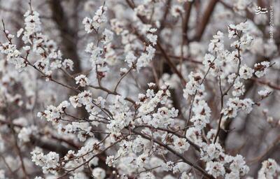 عکس/ شکوفه‌های بهاری در طبیعت باغات ارومیه