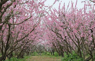 عکس/ شکوفه‌های بهاری در گلستان
