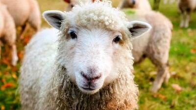 ویدئویی باورنکردنی از چایی با قند خوردن یک گوسفند! | رویداد24